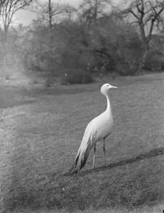 Animals Prints: Survivor of royal botanic gardens romance eats worms Joey the crane loses his female mate