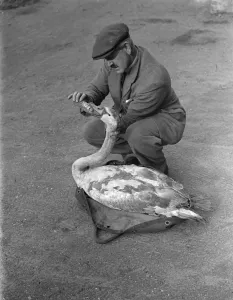 Swan given dose of castor oil. Found injured at Mitcham. The young swan found injured