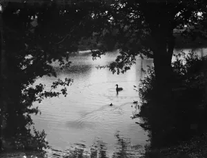 Bird Prints: Swan on lake. 1938