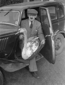 The Swan who left home - returns by car injured. The young swan found injured near