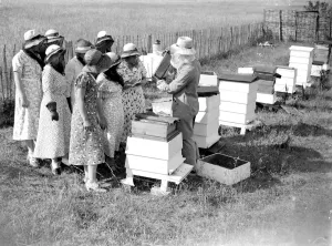 Swanley College girls at bee education. 1934