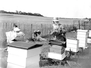 School Prints: Swanley College girls at bee education. 1934