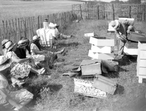 Swanley College girls at bee education. 1934