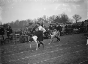Swanley Horticultural College Sports, wheel barrow race. 1938