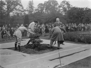 The Swanley Horticultural Show in Kent. Planting a Coronation tree to celebrate