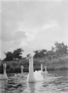 Swans and cygnets. 1937