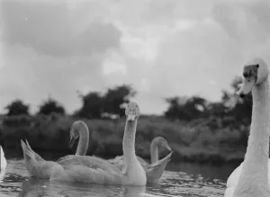 Bird Prints: Swans and cygnets. 1937