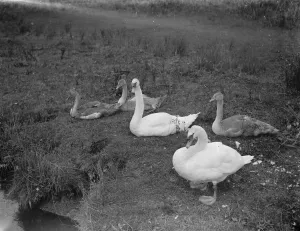 Swans and cygnets. 1937