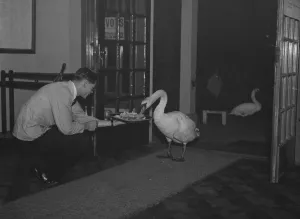 Bird Prints: Swans fed inside the golf club. 21 October 1937