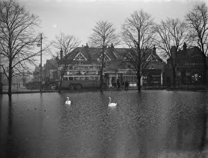 Bird Collection: Swans on a flooded field in Longlands. 20 January 1939