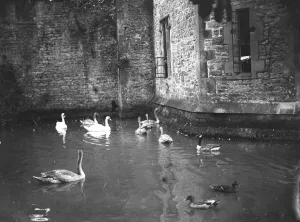 Quirky Prints: Swans ring for their dinner at the Bishops Palace, Wells, Somerset. The mother