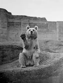 Waving Prints: A Syrian Bear at the London Zoo, apparently affected by recent political events