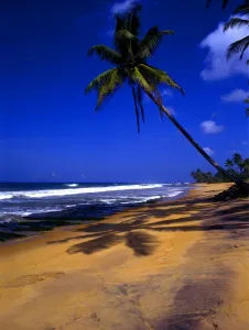 Palm Tree Prints: T4. 026 Sri Lanka. Beach to the north of Galle