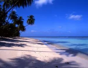 Paradise Prints: T4. 09. West Indies. Tobego