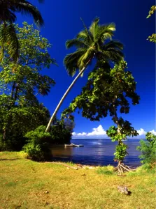 Palm Tree Prints: T4. 15. Tahiti group: Morea island