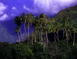 T4. 19. Tahiti group. Morea