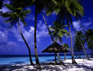 Palm Tree Prints: T4. 21 Maldives. Little Bandos