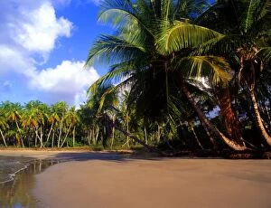 Tropics Collection: T4. 23. West Indies. Grenada. La Sagesse beach