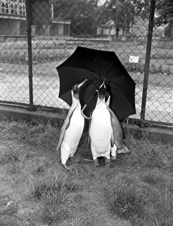 Greetings Card Prints: Taking a quick rain check during a brief shower at Belle Vue Zoo, Manchester, these