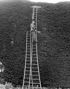 Shears Prints: A tall job for Joseph Brigden, 75 as he gives the yearly trim to a giant yew tree
