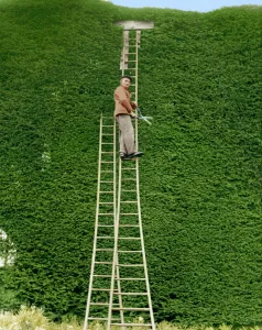 A tall job for Joseph Brigden, 75 as he gives the yearly trim to a giant yew tree