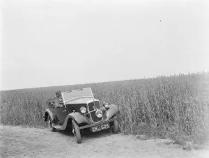 Crop Prints: Tall wheat on a field in Faversham, Kent. 1937