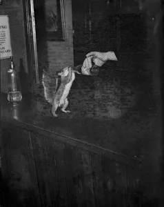 Bottle Prints: A tame squirrel is given a drink. 1939