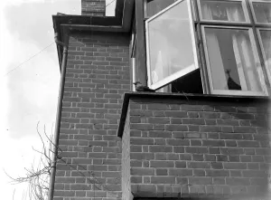 Tamed jackdaw (Sidcup) 1934