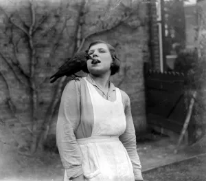 Bird Prints: Tamed jackdaw at Sidcup, Kent. 1934