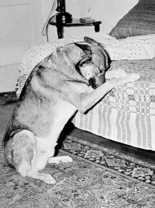 Animal Antic Prints: Tantalising for Copper. Everyone knows the dogs that can do everything else