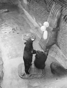 Animal Antic Prints: Tantalising!. Lumbering delightedly in pursuit of the elusive spheres, the Bears