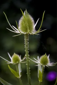 Gardens Prints: Detail of teazel head after flowering but still green credit: Marie-Louise Avery
