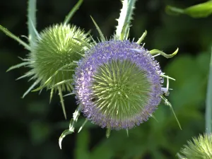 Gardens Prints: Teazle in flower in garden in Kent, UK credit: Marie-Louise Avery / thePictureKitchen