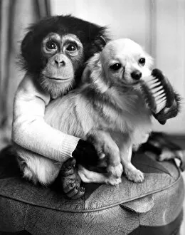 Animal Crackers Collection: Ten-month old chimpanzee Casey caught playing court to Caesar, a champion Chihuahua
