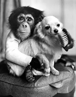 Ten-month old chimpanzee Casey caught playing court to Caesar, a champion Chihuahua