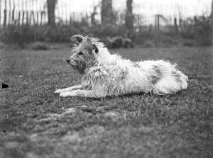 A terrier dog sitting on the lawn, a fence and trees in the background