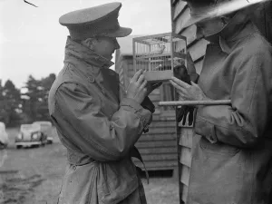Territorial Army recruits at camp in Chichester, Sussex. A caged bird. 1939