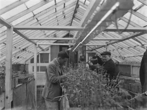 Testing a Handimac ultraviolet ray light for killing bugs at the East Malling Research