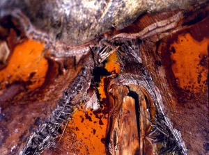 Texture - abstract