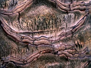 Texture - abstract