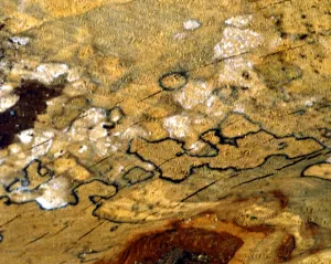 Texture - abstract
