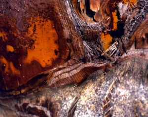 Abstract Prints: Texture - abstract