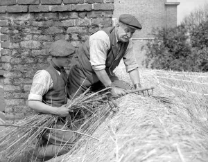 Roof Prints: A thatcher at work on Camberwells thatched cottage ( Mr Dent and his assistant operating )