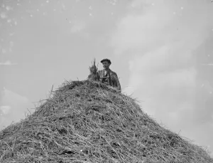 Roof Prints: Thatching rick. 1935