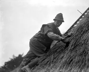 Thatching the roof of the Hermitage headquarters of the Selboorne Society at Hanwell