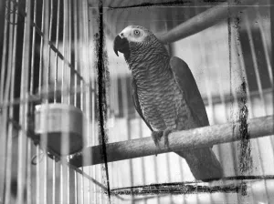 Cage Prints: The thousand pounds look. On show at the Royal Horticultural Hall (London) today