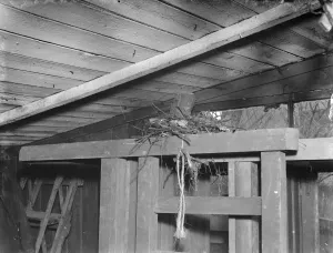 Bird Prints: A thrushs nest on top of a garden seat in Sidcup, Kent. 1939
