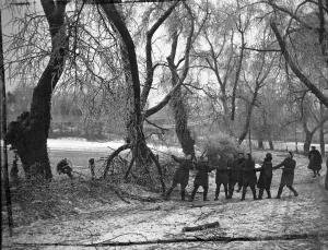 Cold Prints: Timber!. huge limbs of trees snapped by the weight of ice on them are pulled to
