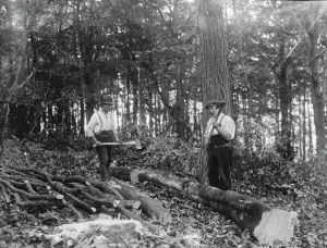 Group Prints: Tiverton Town Council buys Newts Hill Woods to provide fuel for the town people