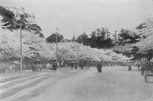 Japanese Prints: Tokyo Japan. The main road through Uyeno Park showing cherry trees in blossom 31